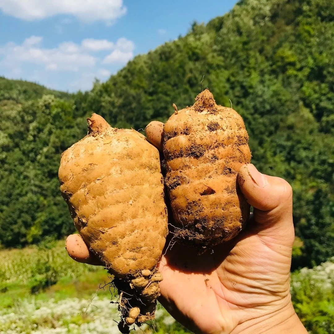 新鲜天麻高山鲜天麻现挖3-4个500g煲汤泡酒炖汤非小草坝包邮批发