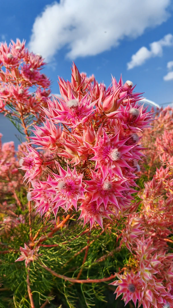 南非新娘花鲜花高级花材云南基地源头直发（特价带弯曲）