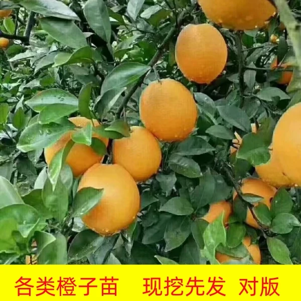 脐橙冰糖橙黄金柑椪柑