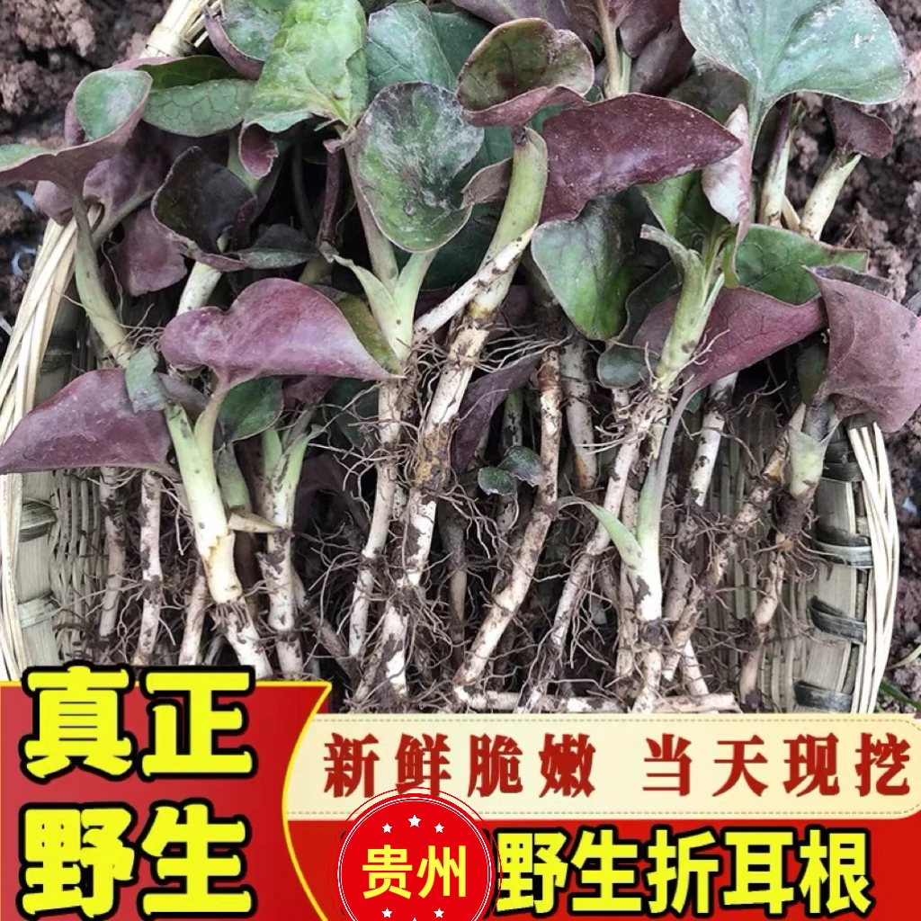 贵州农村野生折耳根