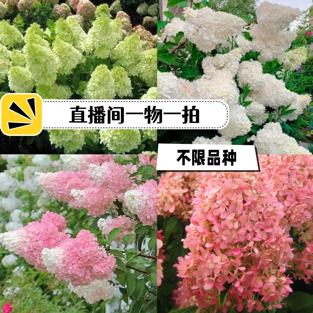 圆锥绣球木本阳台庭院绿植盆栽石灰灯魔幻月光香草草莓耐寒耐热