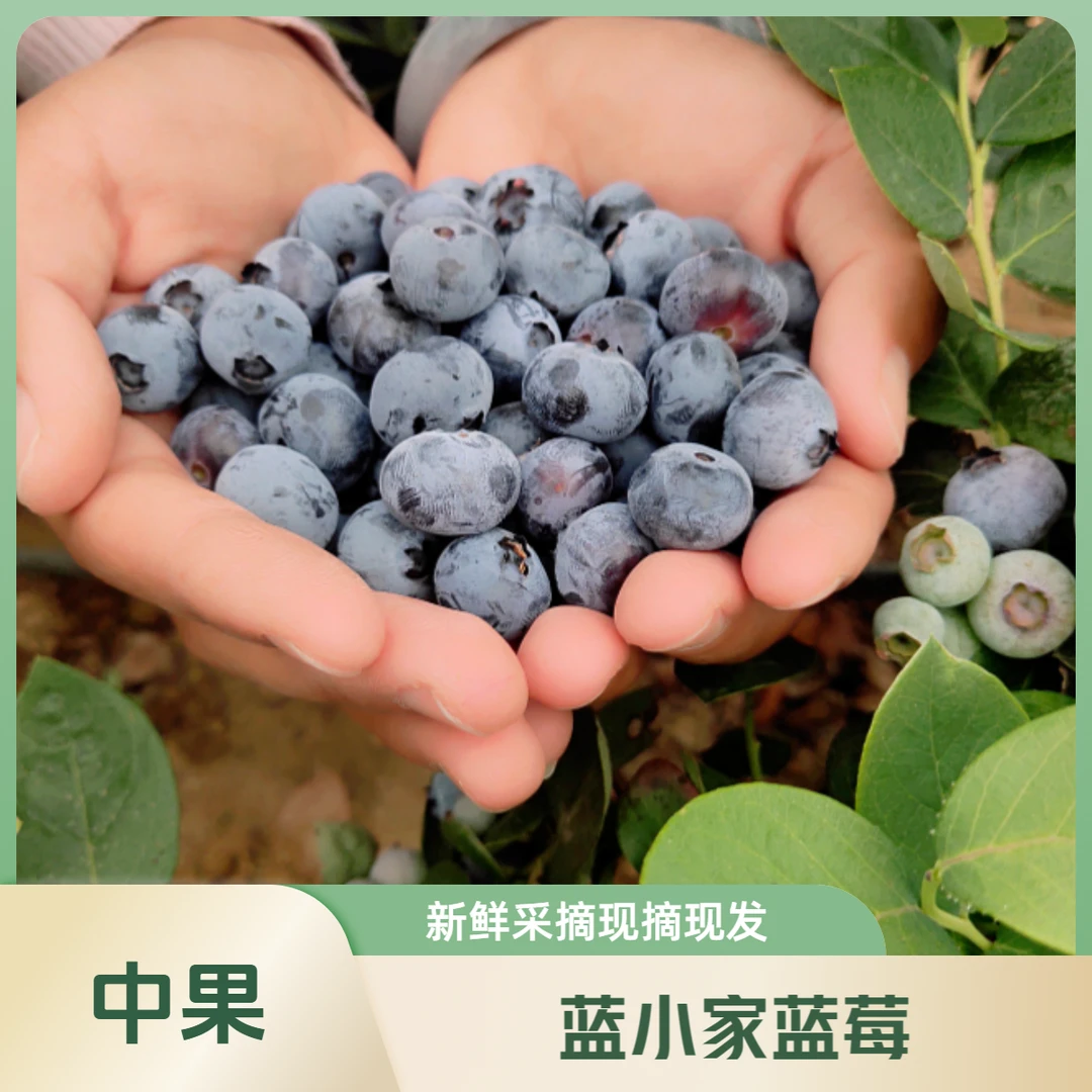 蓝小家中果蓝莓12+果径新鲜采摘现摘现发甜果孕婴辅食100克每盒