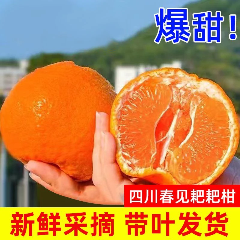 【寒冷地区专属】四川春见耙耙柑新鲜水果春见粑粑柑现摘5/9斤包邮