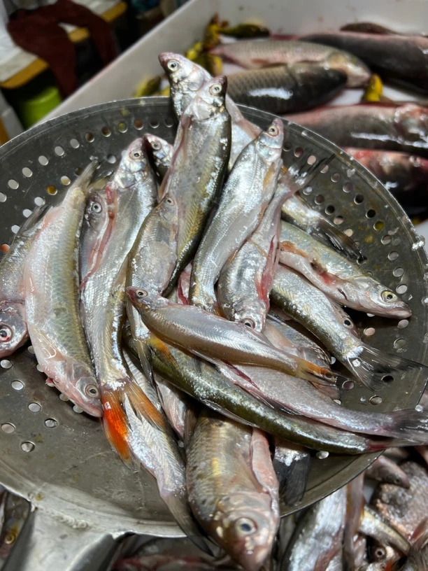 松花湖  几种混杂