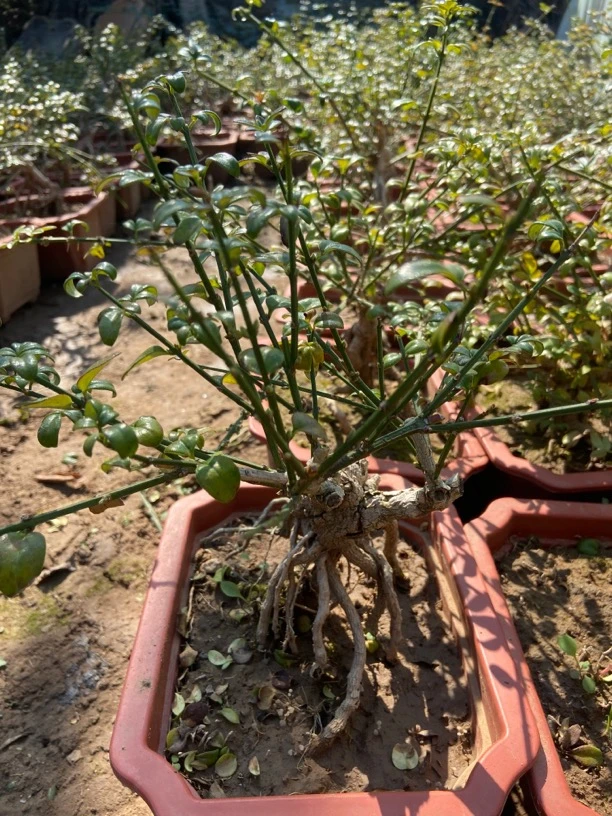 精品老桩迎春盆景 南北方均可种植