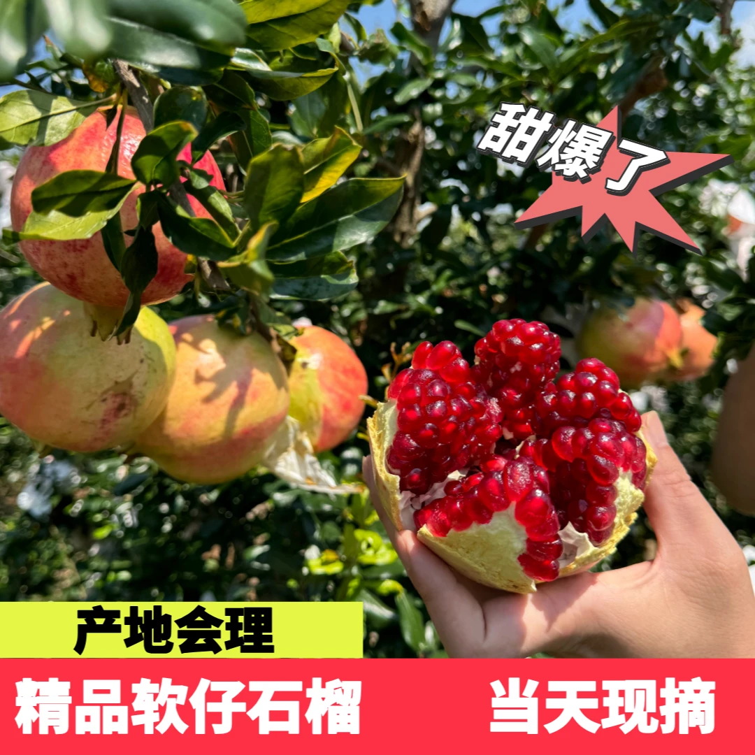 会理精品软仔石榴 果农现摘现发