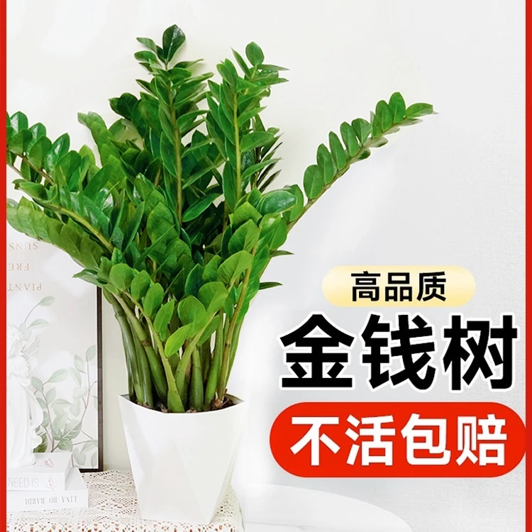 七夕节/金钱树盆栽高品质大株大棵绿植客厅小盆栽小苗观赏植物