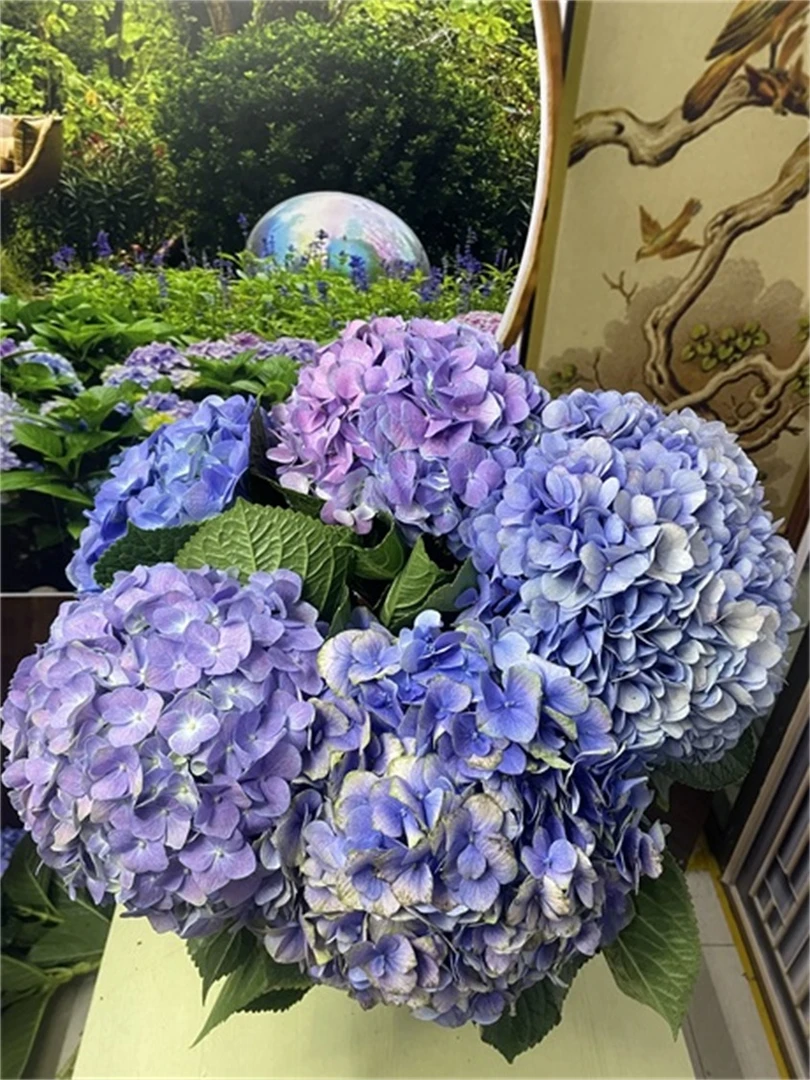 云南绣球花基地直发花瓷复古混搭系列