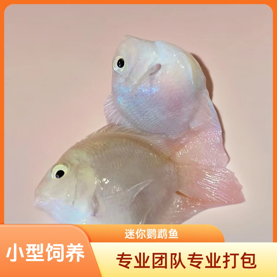 自然配对繁殖组皮实耐养的元宝迷你鹦鹉鱼白金宝蓝活养鱼小型饲养