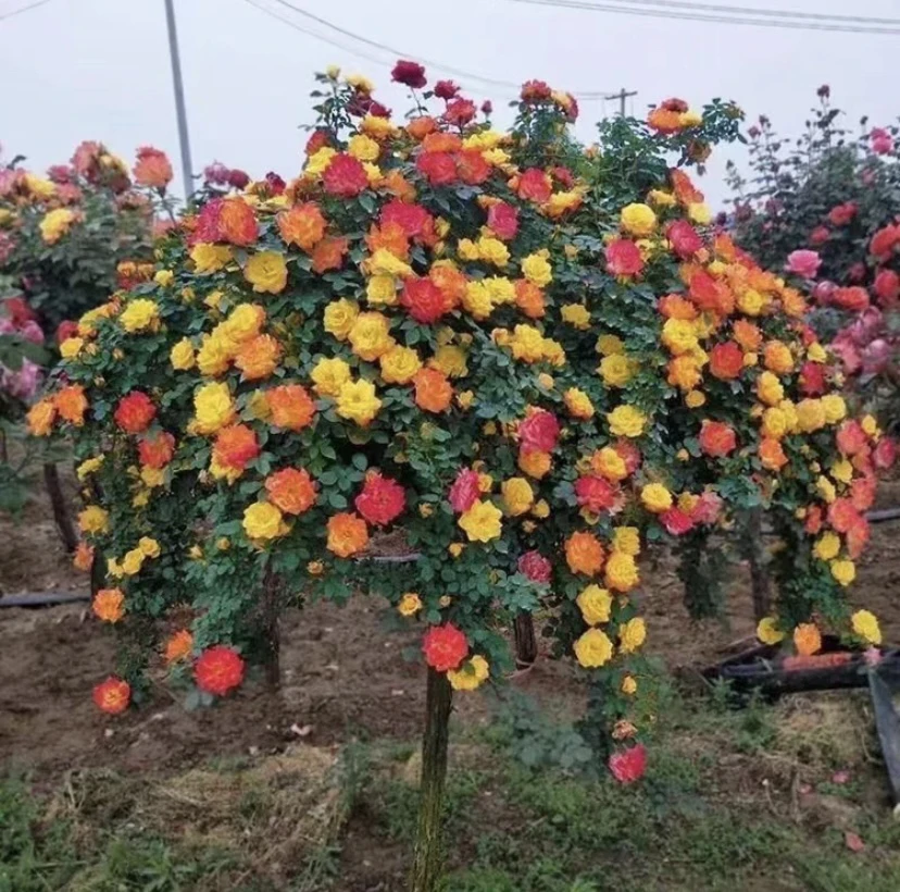 藤彩虹，变色龙树桩月季