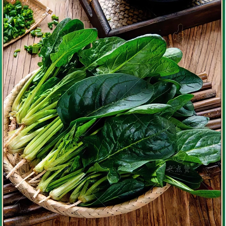 速生四季菠菜耐高温油青菜心蔬菜种子阳台盆栽