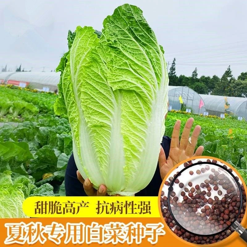 （拍2发3）颗颗十八斤大白菜种子不生虫菜种子高产耐寒秋冬北方蔬菜