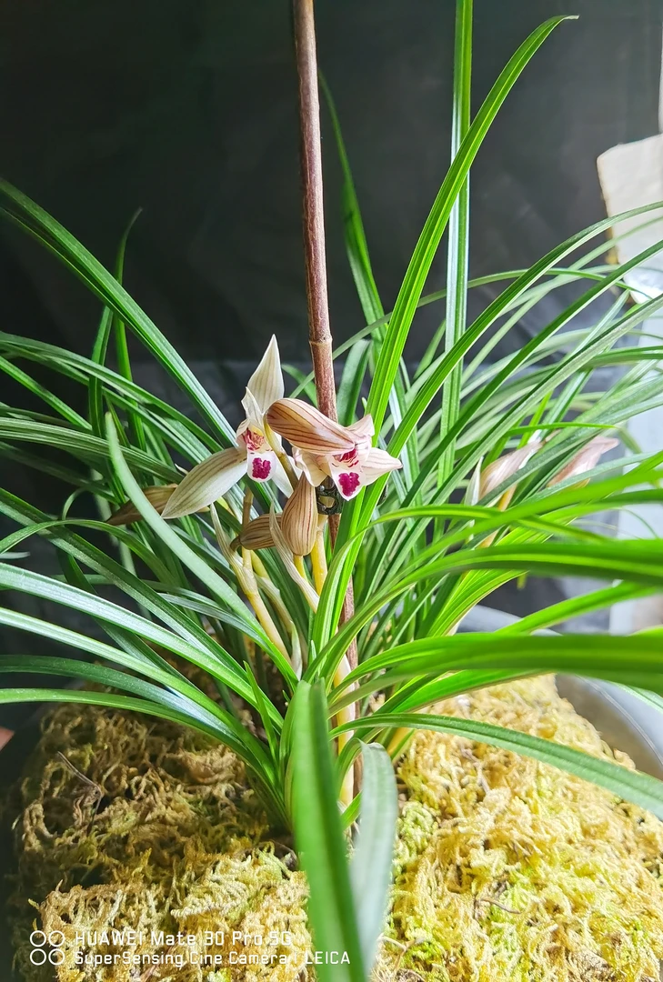 澜沧江莲瓣红舌头草