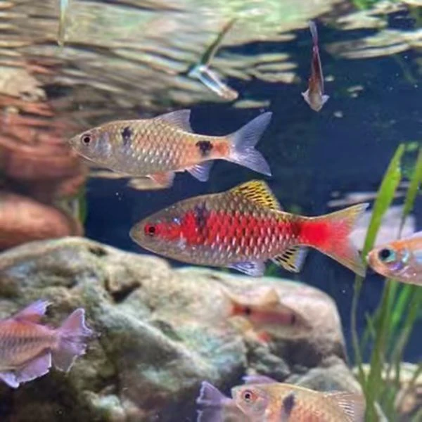 润鸿鱼业钻石彩虹鲫鱼一物一拍链接