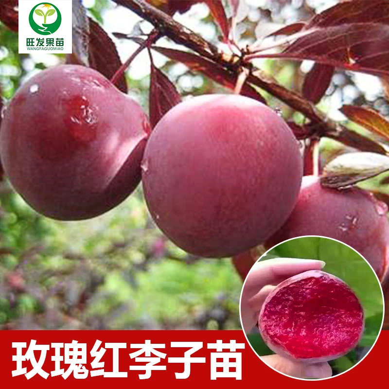 玫瑰红李子苗李子嫁接苗果苗