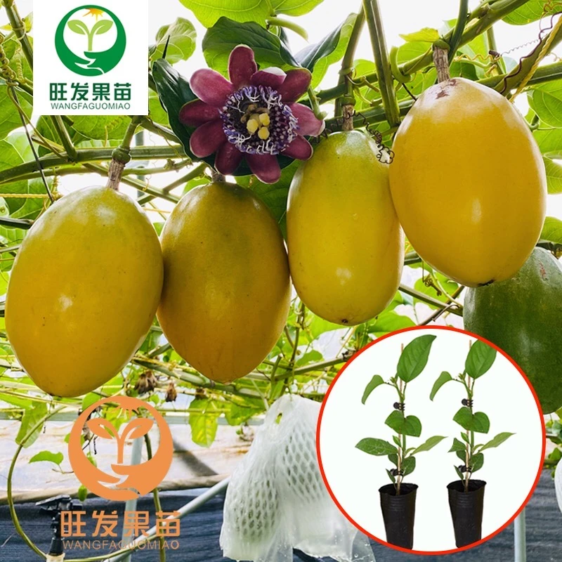 大果香蜜百香果苗 纯甜不酸百香果苗 嫁接苗 授粉结果精选