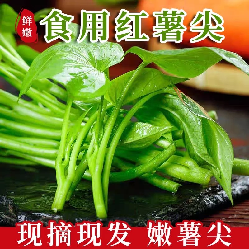 【生鲜冷链】农家妈妈现摘现发新鲜红薯叶地瓜叶子嫩尖番薯叶苕尖