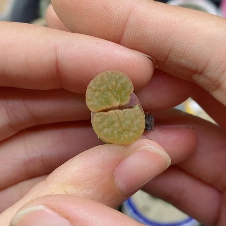 缘646号生石花花花