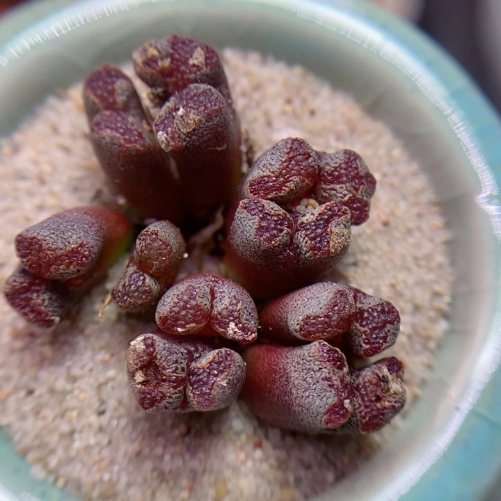 768号生石花花花