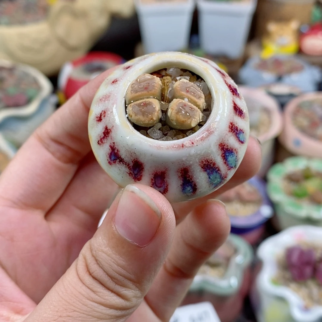 650号生石花花花花花