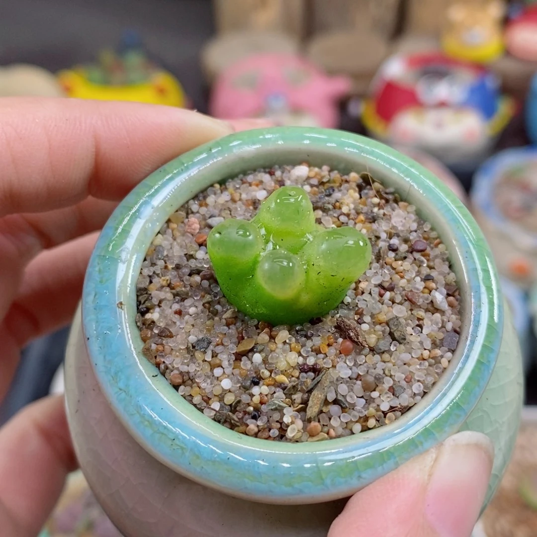 108号生石花花花花