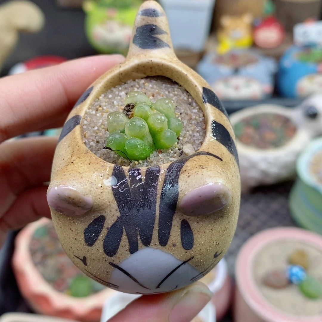 70号生石花花花花花