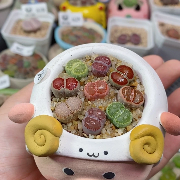 643号生石花花花花