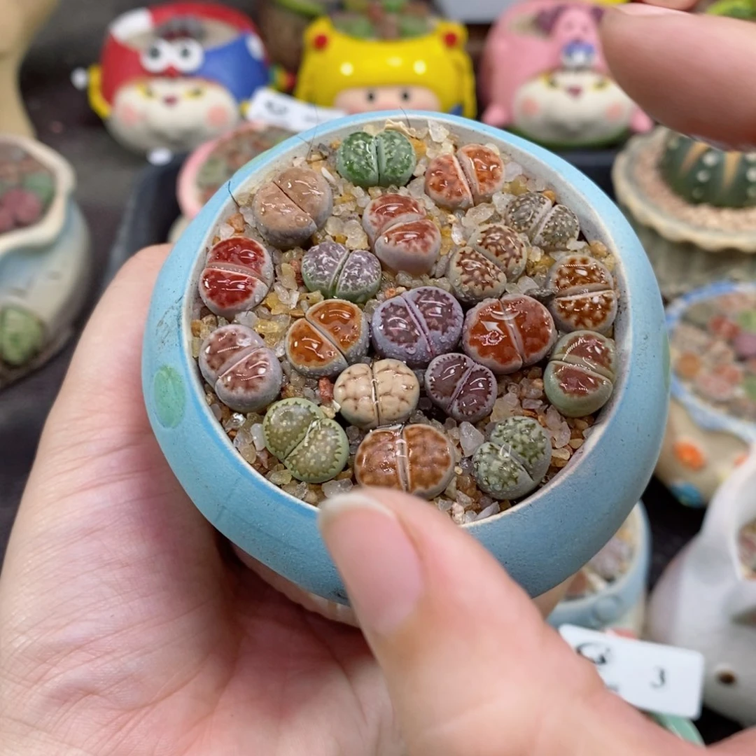 用****46号生石花花花花花