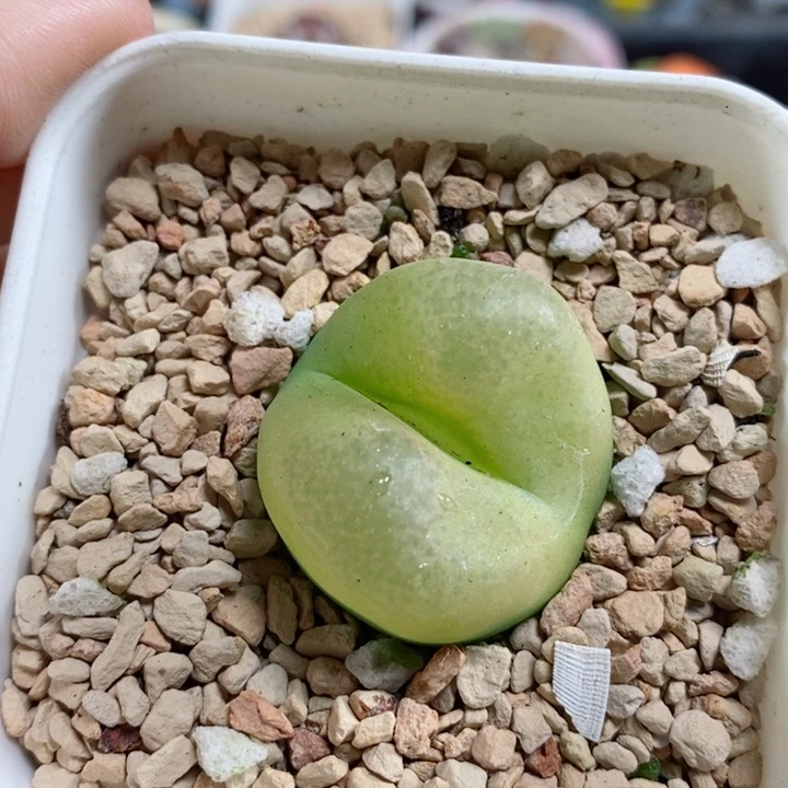 草*455号生石花花花花花