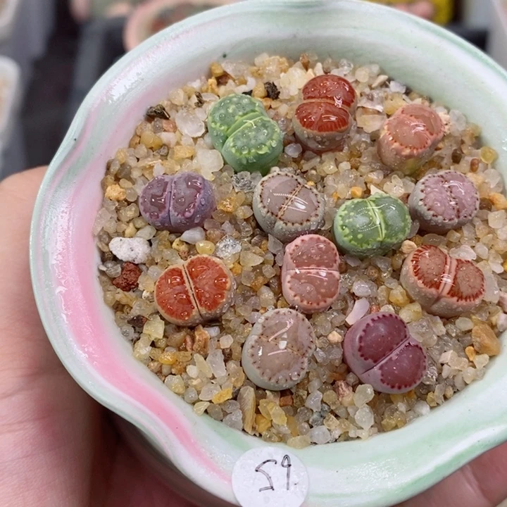 汶****房993号生石花花花花