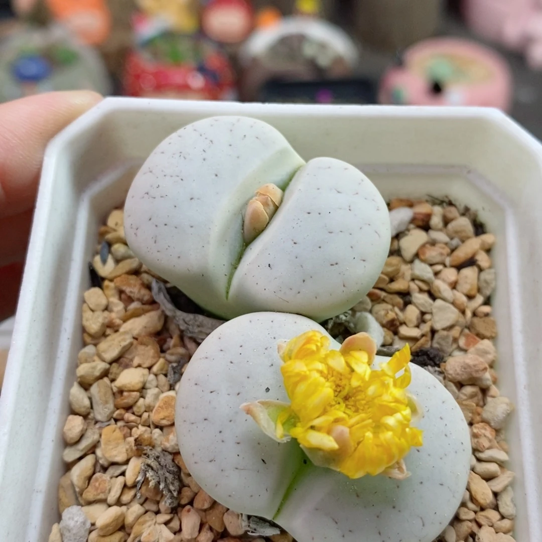 170号生石花花花花花卡