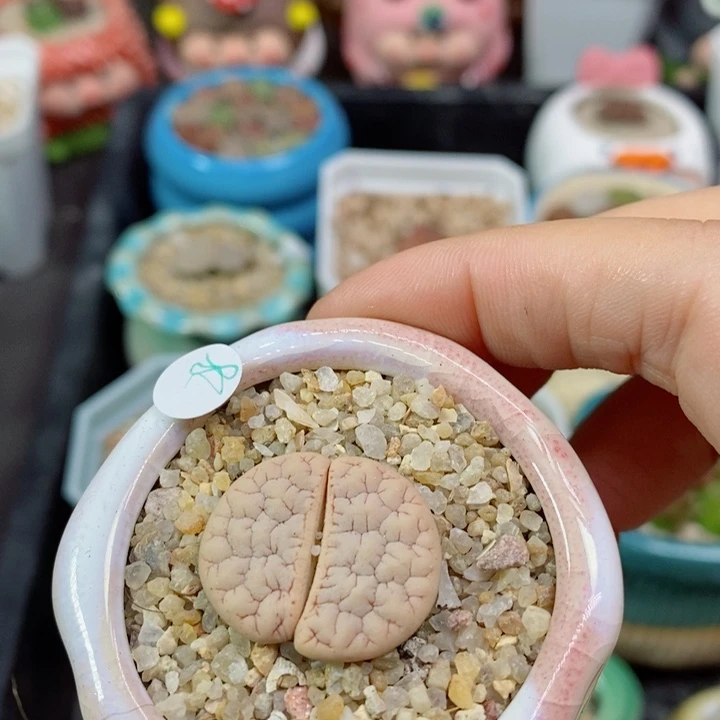 ?****?399号生石花花花花花