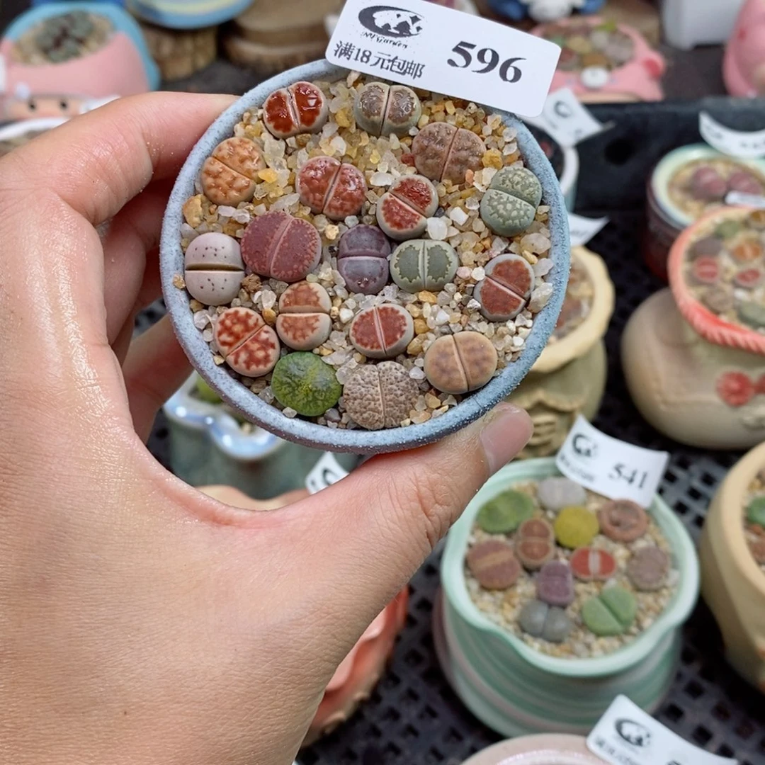 ?****?生石花花花花花花花596