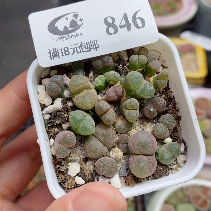 布****4846生石花花花花开