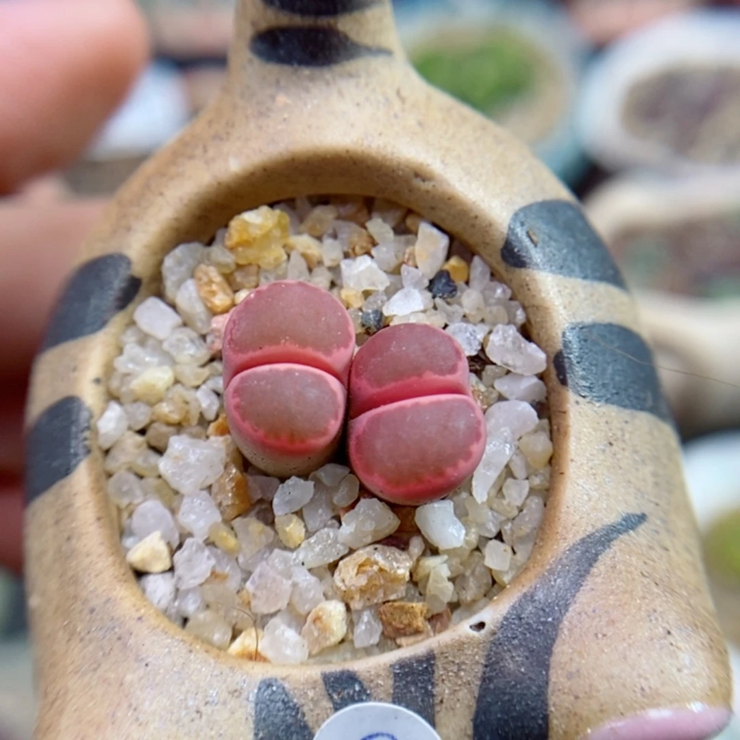 草*323号生石花花花花花