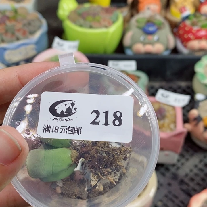 V***s218号生石花花花花花