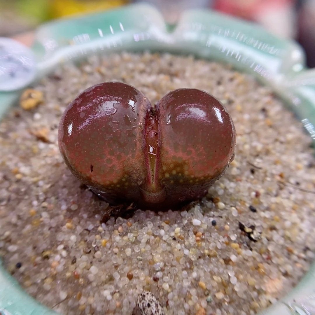 900号生石花花花花花