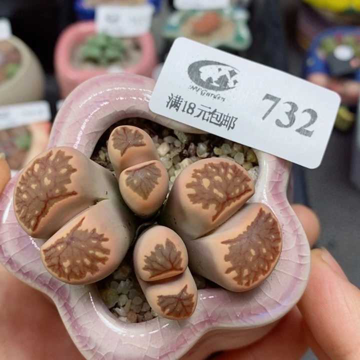 生石花花花花花花花花花732