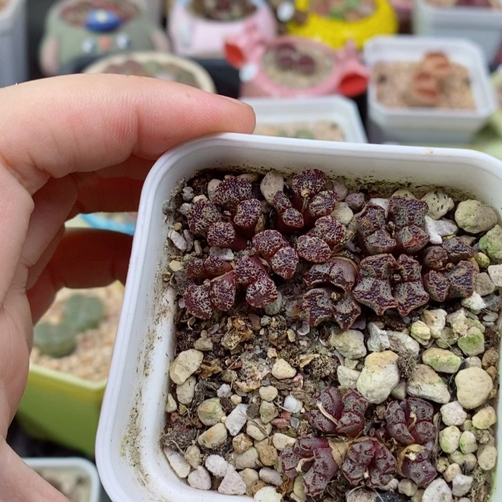 958号生石花石花花