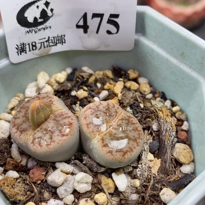 生石花花花花花花花475