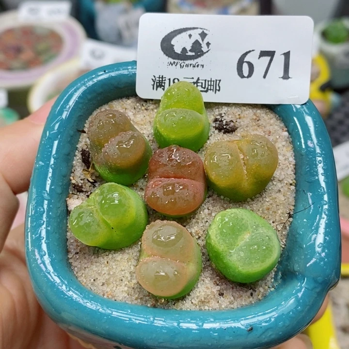 生石花花花花花花花花671