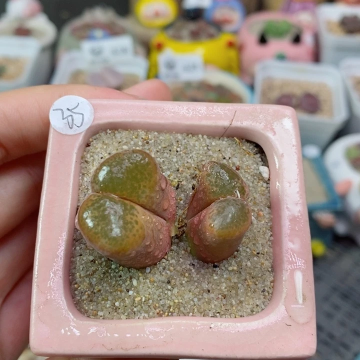 629号生石花花花花