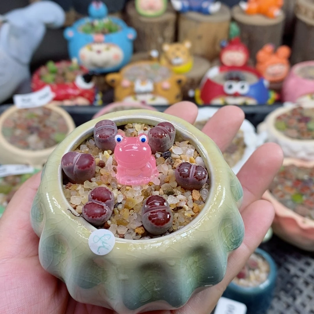 生石花花花花花花606号