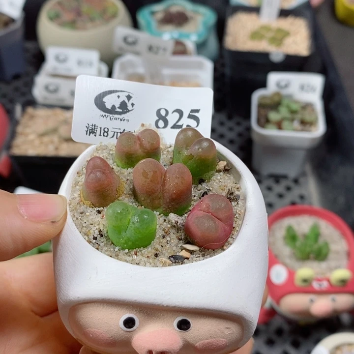 瑕疵盆生石花花花花花825