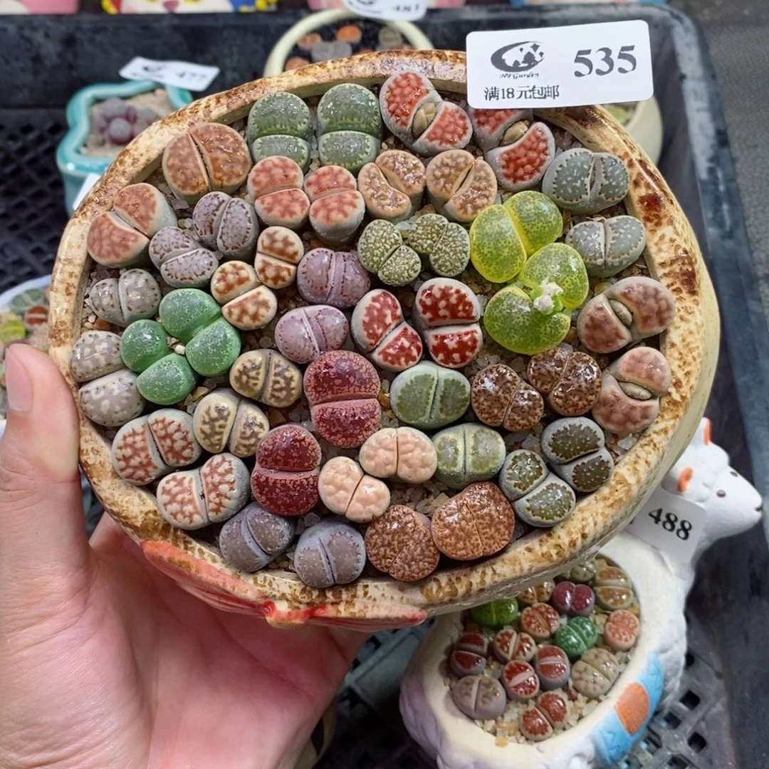 生石花花花花花花花535