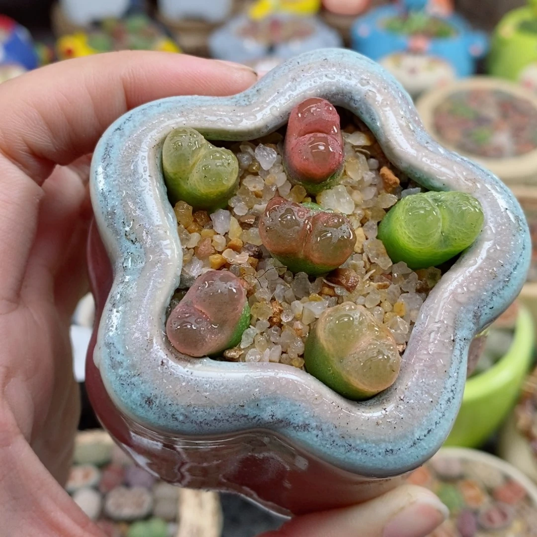 636号生石花花花花花