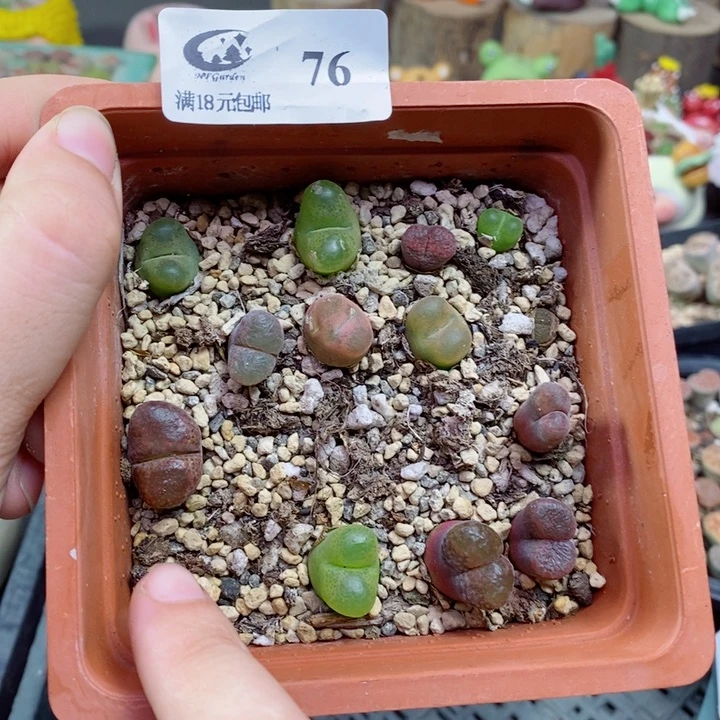 76号生石花花花花花