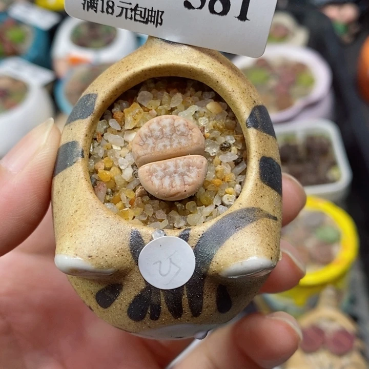 农夫的花园生石花581