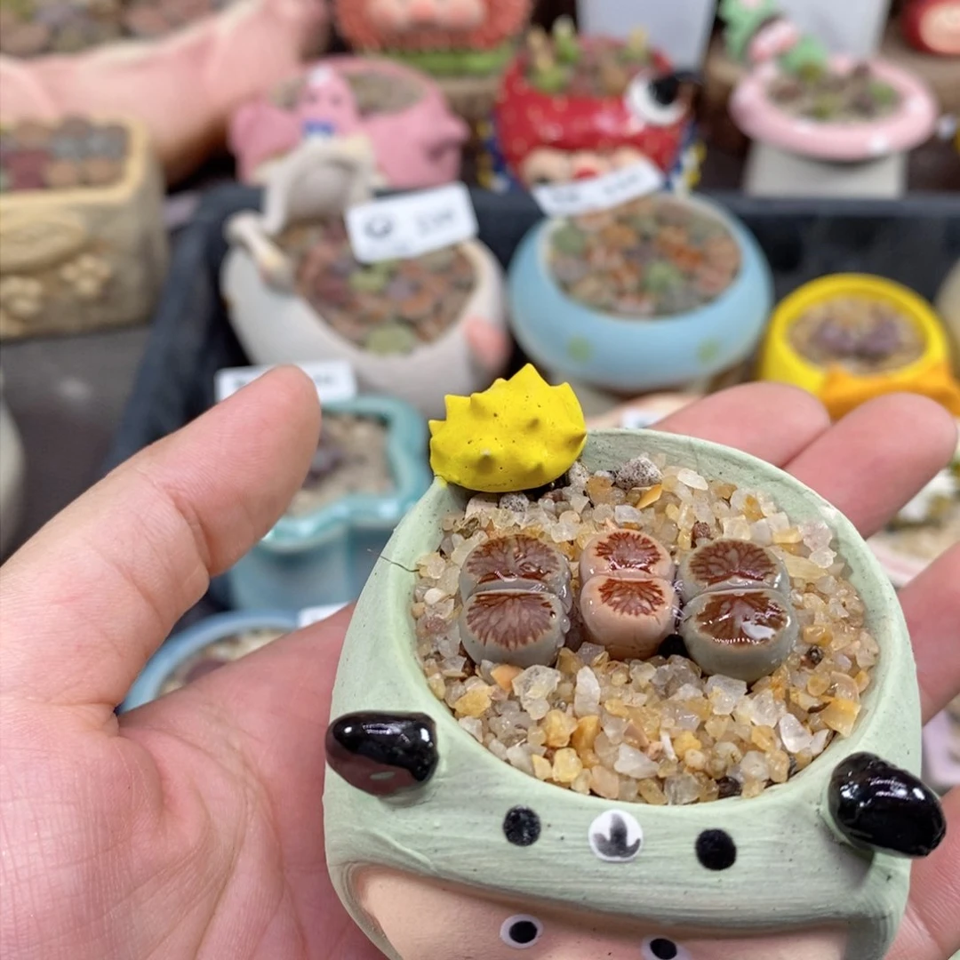 路**?生石花花花花花245号