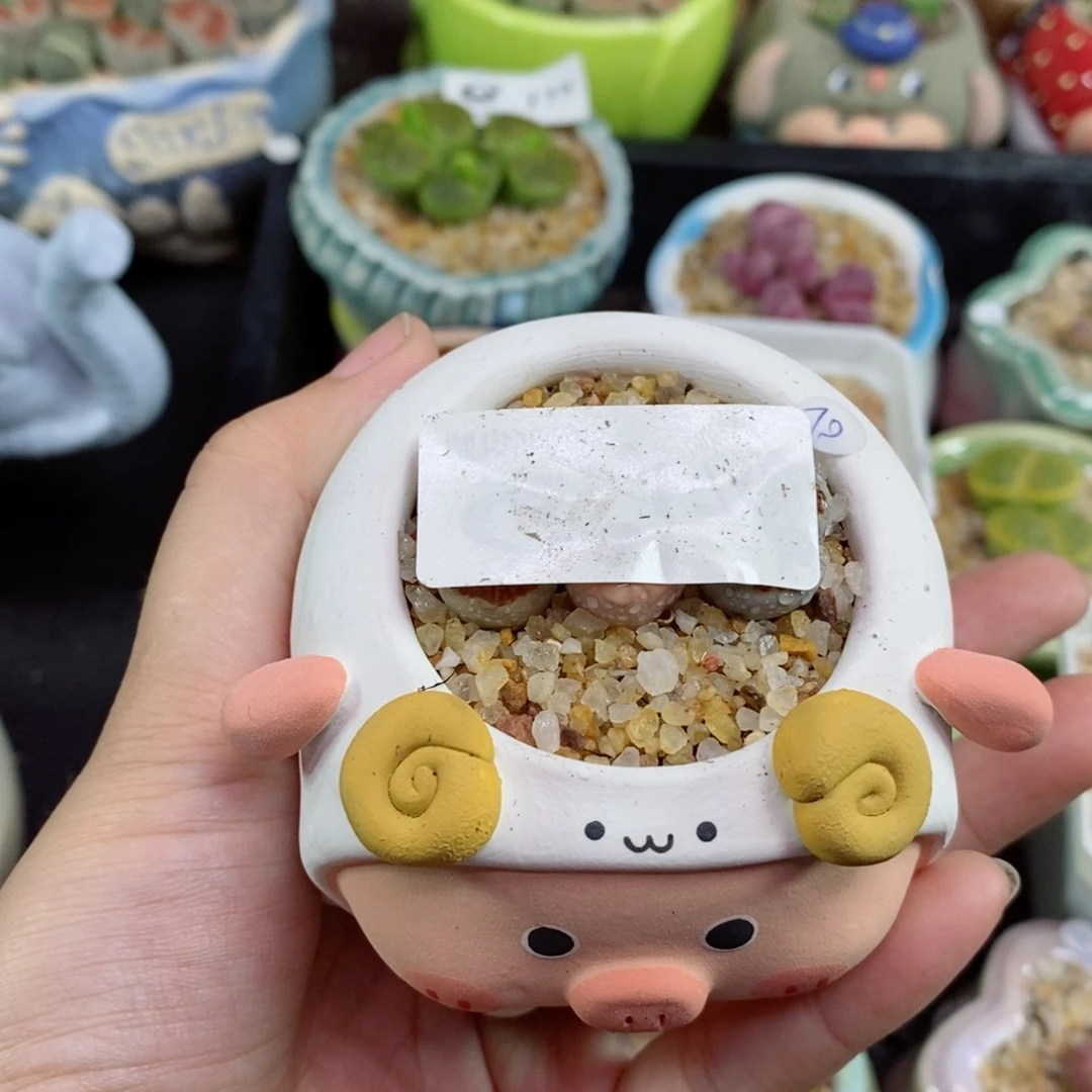 ?176号生石花花花花花